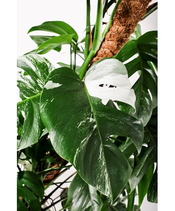 Monstera Variegata - Deve Tabanı 